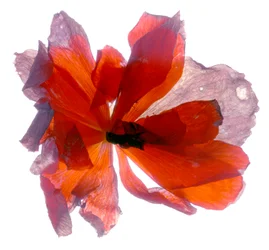 Begonia Rund